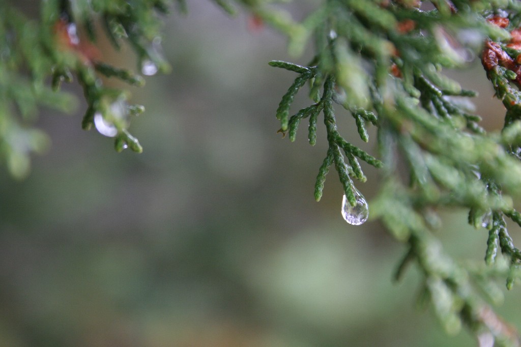[January2008morerain2.jpg]