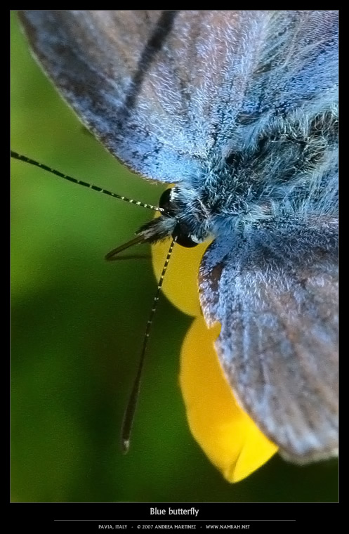 [_5192_blue_butterfly.jpg]