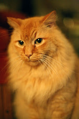 Kracker Cats: Original & Contemporay