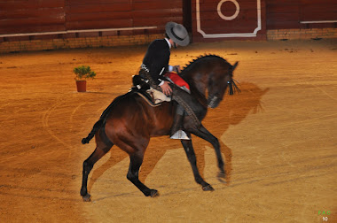 CABALLO ARABE