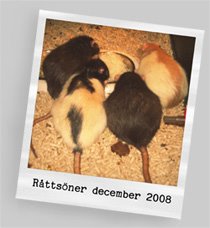 DOOR - Råttornas blogg