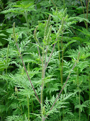 Ambrosia-Pflanze