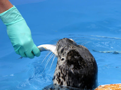 090907_Seal_Fish_feeding.jpg