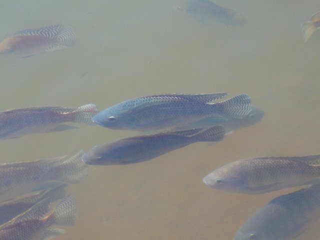 Peixes no Lago Diacui