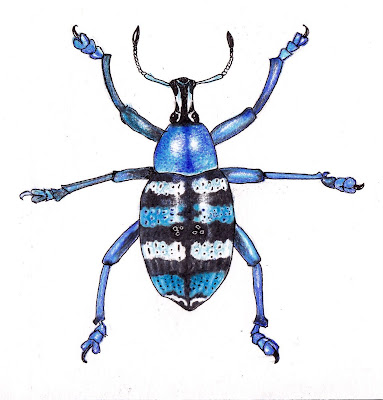 Blue Weevil Beetle