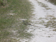 See the Iguana we passed walking in the park?