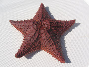 Drying my 10 inch starfish
