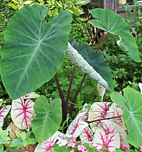 poisonous plants poisonous plants