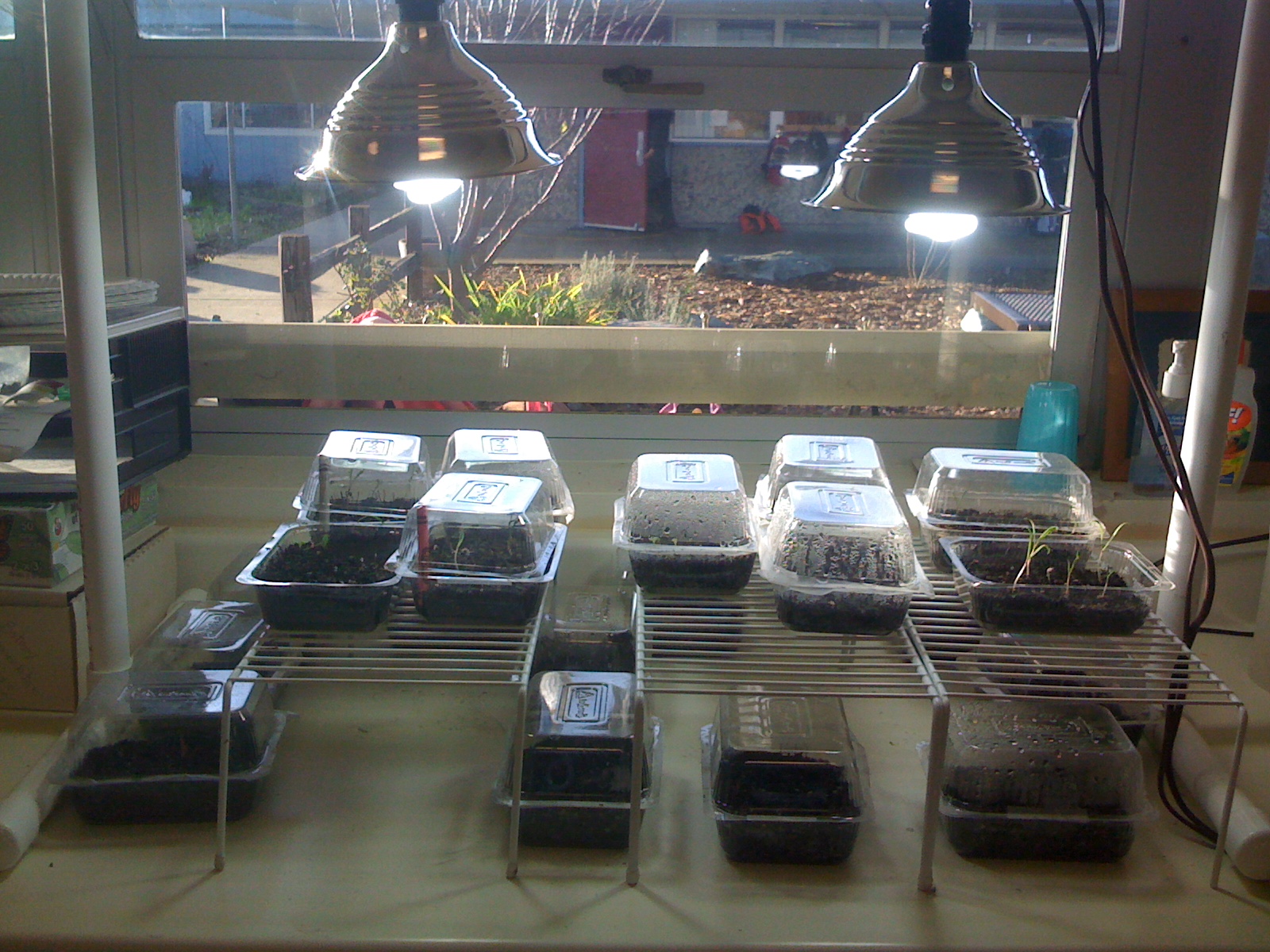 Birch Lane's Garden Blog Table Top Grow Light System for the Classroom