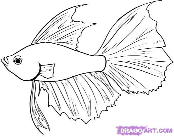 Animal Sketch Betta Fish Drawing Easy for Beginner