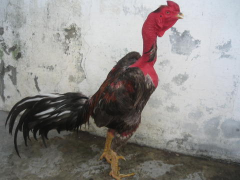 ayam jenis saigon berasal dari negara vietnam jenis ini terkenal ayam jenis saigon berasal dari negara vietnam jenis ini terkenal