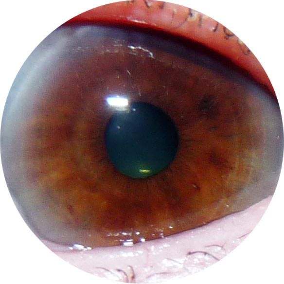 [Ortigia-Rosa-Iris.jpg]