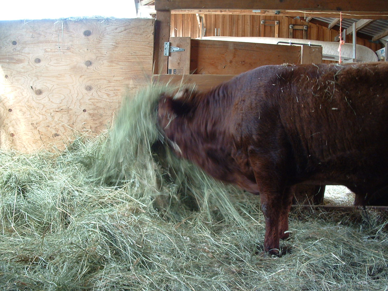 [Bull-9.JPG]
