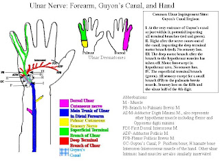 Para Para Sakura: Ulnar nerve Lesion