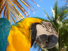 Blue and Yellow Macaw