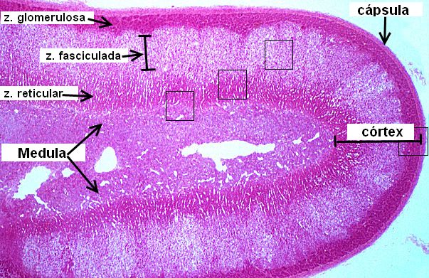 Adrenal: Adrenal Zona Glomerulosa