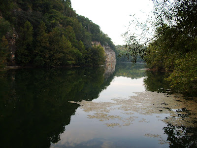 Berry Cave Salamander