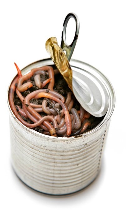[worms.bmp]