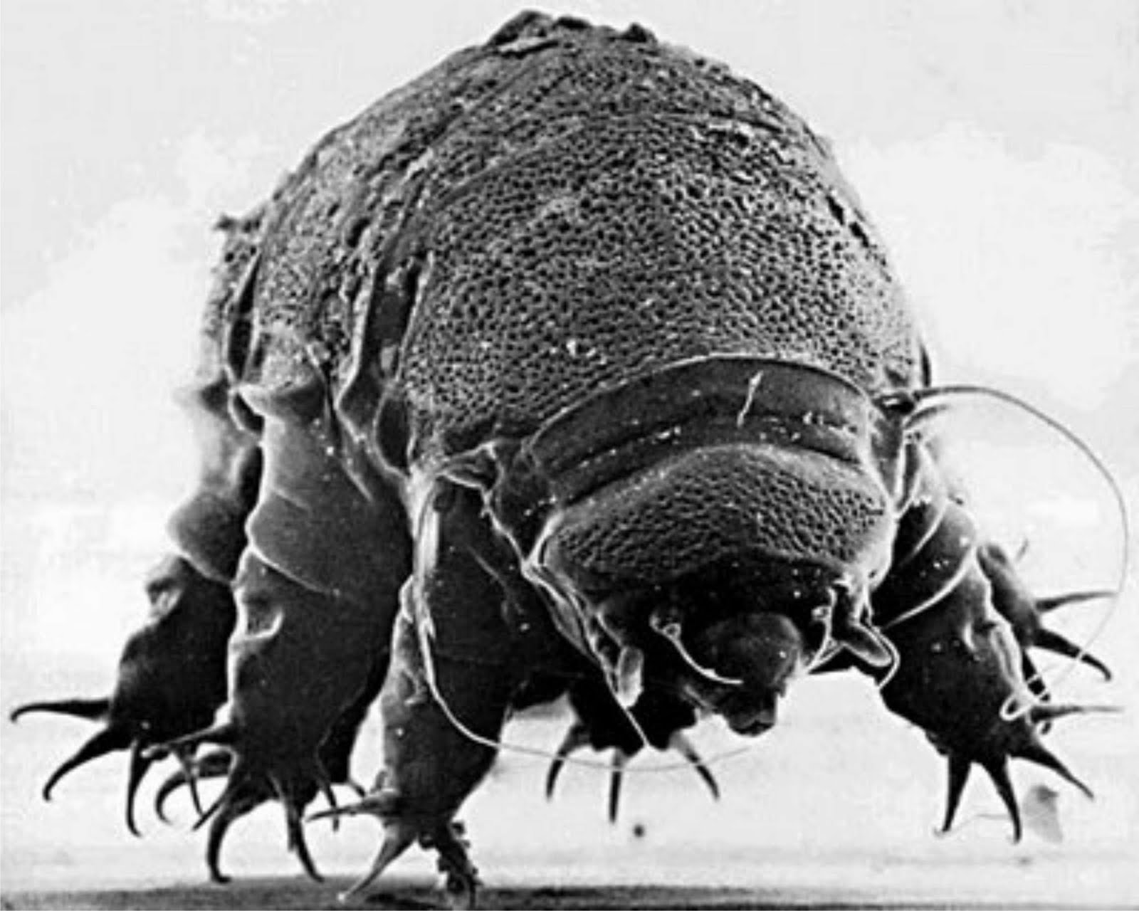 [Tardigrado.jpg]