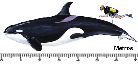 [orca10.jpg]
