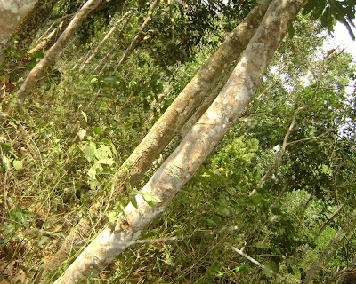 lawachhara, rain forest, moulovibazar