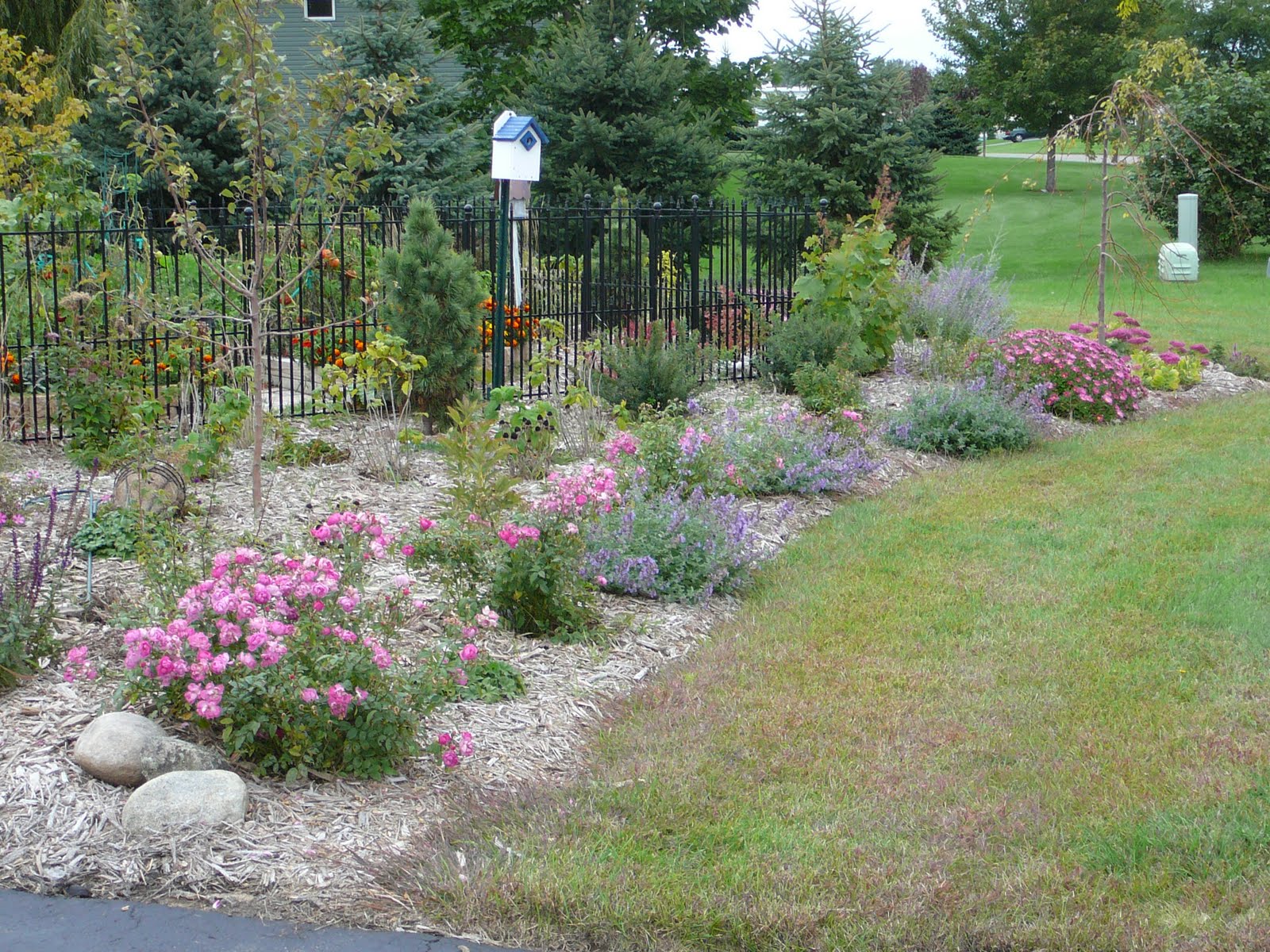 Pam's Garden Spot Roses and catmint still going strong!