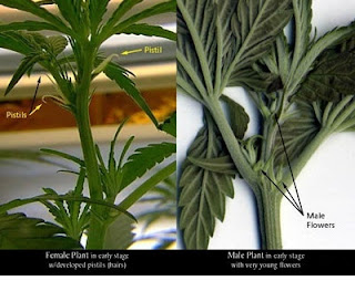 cannabis_mef1.jpg