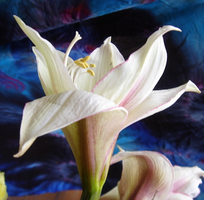 [Amaryllis.jpg]
