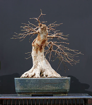 Cây Phong Tam Giác (trident Maple Tree) được Xử Lý Vấn đề Sau Một Thời Gian