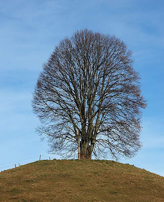 Cây Đoạn (Liden Tree) trên đồi phù thuỷ – Walter Pall