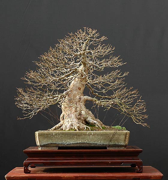 Chùm ảnh: Ảnh kiểu silhouettes của Bonsai vào mùa đông