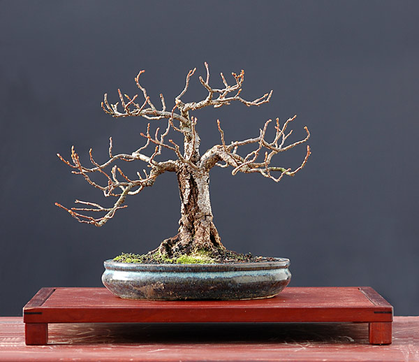 Ảnh: Một cây Đoạn (Tilia platyphyllos, linden, lime tree) nhỏ – Walter Pall