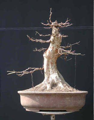 Chùm ảnh: Cây Phong Tam Giác (trident Maple Tree) Với Một Số Vấn đề Chụp Vào đêm Giao Thừa 2006 – 2007 Của Walter Pall