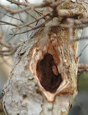 Chùm ảnh: Cây Phong Tam Giác (trident Maple Tree) Với Một Số Vấn đề Chụp Vào đêm Giao Thừa 2006 – 2007 Của Walter Pall