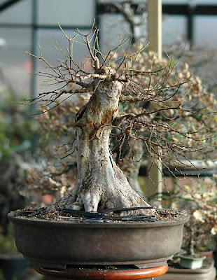 Chùm ảnh: Cây Phong Tam Giác (Trident Maple Tree) với một số vấn đề chụp vào đêm giao thừa 2006 – 2007 của Walter Pall