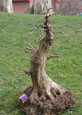 Chùm ảnh: Cây Phong Tam Giác (trident Maple Tree) Với Một Số Vấn đề Chụp Vào đêm Giao Thừa 2006 – 2007 Của Walter Pall Chùm ảnh: Cây Phong Tam Giác (trident Maple Tree) Với Một Số Vấn đề Chụp Vào đêm Giao Thừa 2006 – 2007 Của Walter Pall