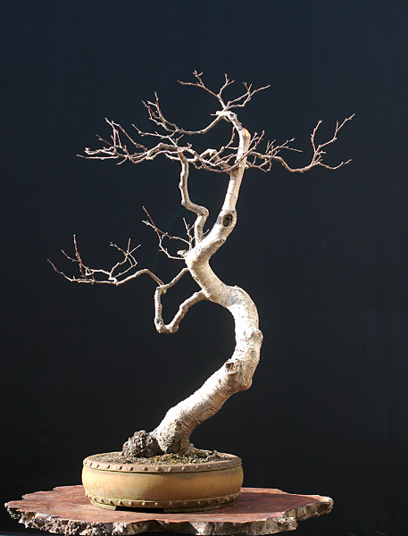 Chùm ảnh: Cây Cáng Lò Châu Âu (Bu lô, European bog birch, Betula verrucosa) nhảy múa của Walter Pall