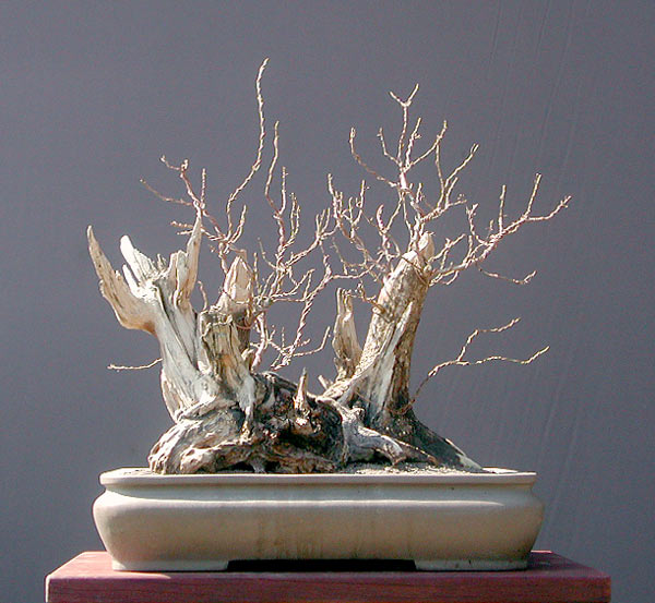 Chùm ảnh: Một Bụi Cây Thuộc Chi Giác Mộc (cornus, Dogwood) #1 – Walter Pall