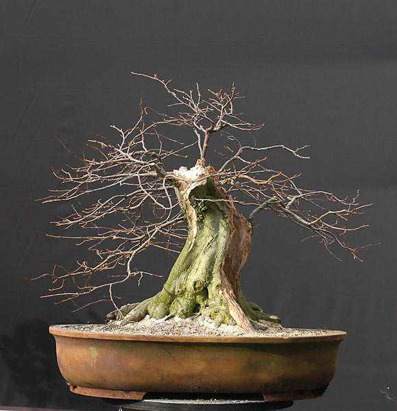 Quá Trình Tạo Dáng Cây Trăn Châu Âu (european Hornbeam, Carpinus Betulus) Cỡ Lớn Của Walter Pall