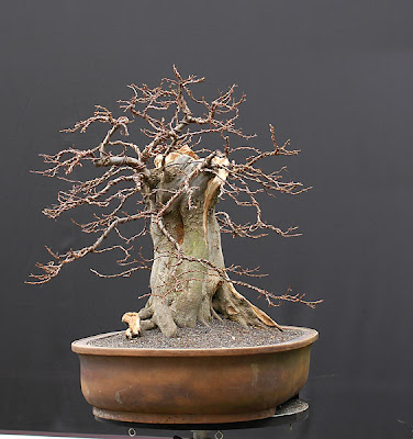 Dự án: Tạo Dáng Cây Trăn Châu Âu (european Hornbeam, Carpinus Betulus) Cỡ Lớn – Walter Pall