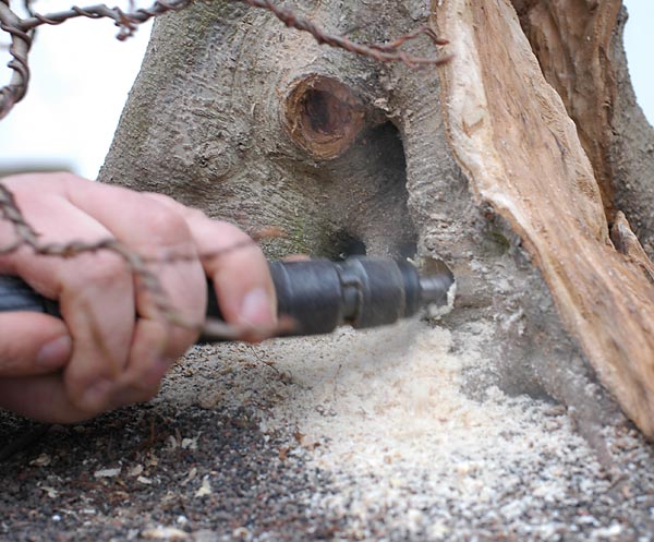Quá Trình Tạo Dáng Cây Trăn Châu Âu (european Hornbeam, Carpinus Betulus) Cỡ Lớn Của Walter Pall