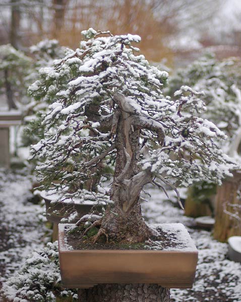 Chùm ảnh: Cây Bonsai Mùa Đông Tuyết Rơi Của Walter Pall