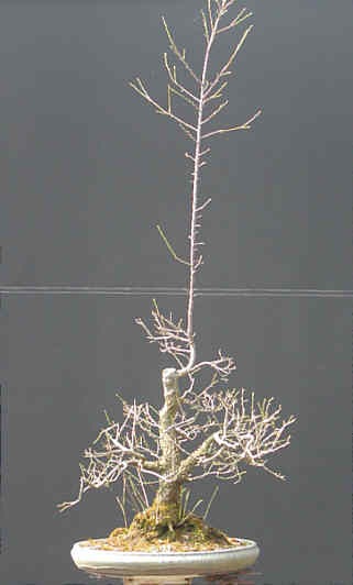 Chùm ảnh: Cây Mận Anh Đào Dại (wild Cherry, Prunus Cerasifera) Của Walter Pall