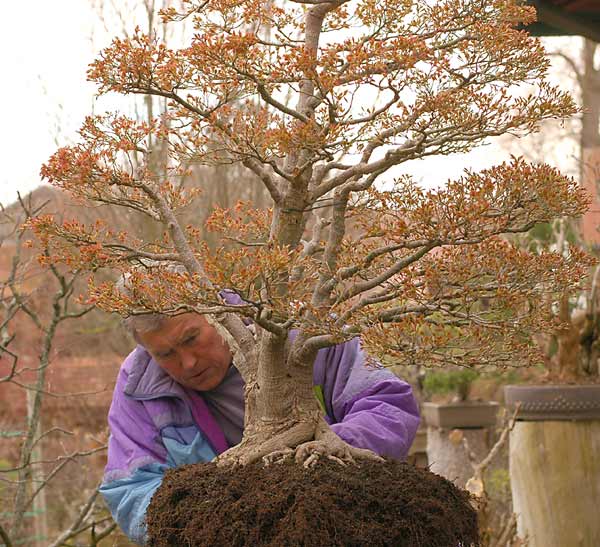 Chùm ảnh sang chậu cây Phong Nhật Bản (Japanese maples, Acer palmatum) Bonsai lớn của Walter Pall