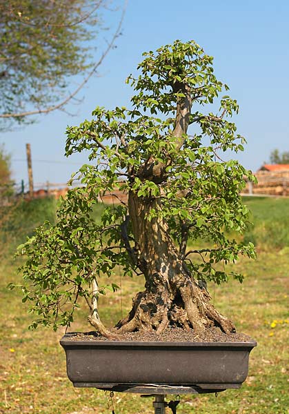 Cây Trăn Bonsai (Hornbeam) siêu cao – Walter Pall