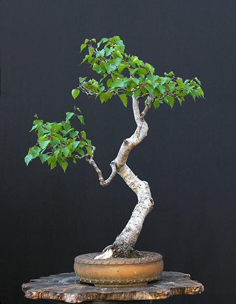 Chùm ảnh Dancing Birch (betula Pendula) Và Cornelian Cherry (cornus Mas) Của Walter Pall