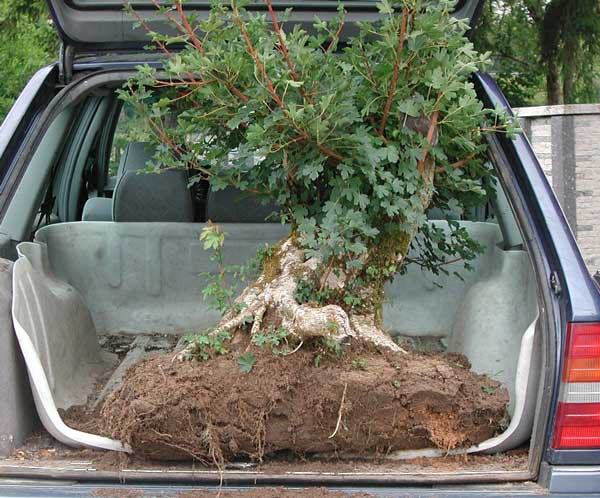 Chùm ảnh: Hành Trình Chinh Phục Cây Phong Sumo – Walter Pall