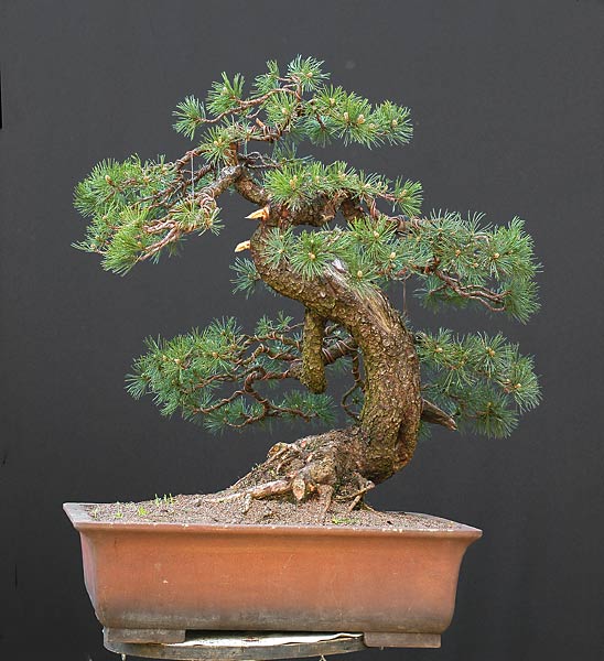 Chinh phục cây Bonsai Thông Mugo cheo leo sườn núi – Walter Pall