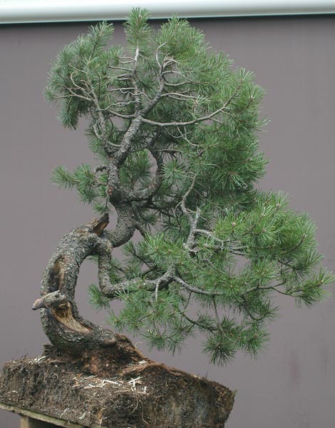 Chinh phục cây Bonsai Thông Mugo cheo leo sườn núi – Walter Pall