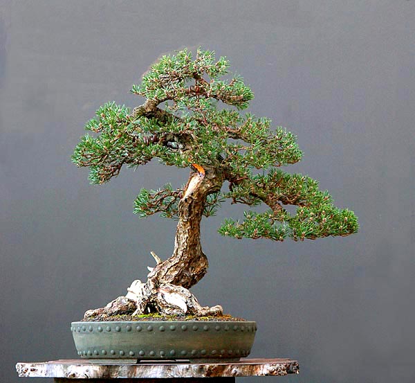 Chùm ảnh: Quá trình chinh phục cây Bonsai Thông Đen Japanese Black Pine ‘Kotobuki’ (Pinus thunbergiana) – KoB Contest – Walter Pall